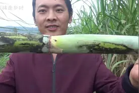 老品种青皮甘蔗还有多少人记的，即将消失的品种，儿时的味道视频封面