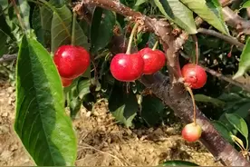 早熟大樱桃中福晨樱桃苗已经结果，看看福晨大樱桃的果实特性视频封面