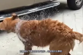 狗狗甩水动作蕴含物理知识？放慢观察，画面太魔性了！视频封面