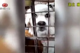 看着它们好可怜！女孩混入非法屠狗场，60只遗失狗狗被救视频封面