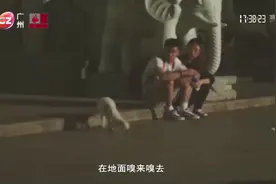 白云山有狐狸出没！市民用手机拍下它觅食画面，全身雪白惹人爱视频封面