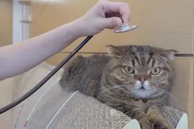 奶油英雄：小猫的心跳声，让大家听听，太可爱了