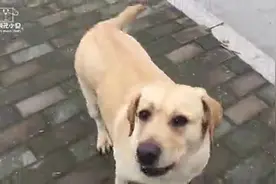 拉布拉多为什么会叫拉布拉多寻回犬？看完这个简单试验你就知道！