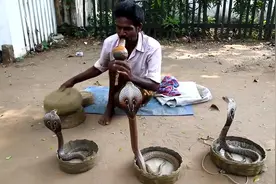 印度真是个神奇的民族，街头玩蛇人表演吹笛来控制眼镜蛇！