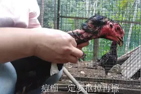 斗鸡长鸡痘，试了多种方法还是这招管用视频封面