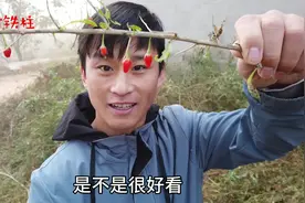 农村小伙大雾天跑步，回家路上采摘新鲜枸杞子，直接生吃先甜后苦视频封面