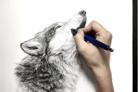 如何绘制一匹狼 | 动物系列一