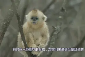 金丝猴无论是从颜值方面，还是性情性格，都是猴子中的佼佼者视频封面