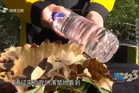 装有水的透明瓶子在阳光的照射下，会有哪些危险？一起来看看吧