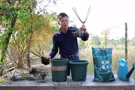 今天狼哥教你裸根苗应该怎么种植视频封面