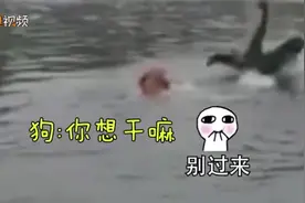 黄狗下水遭黑鹅实力暴打 主人着急岸边大喊：好凶哦，我的天哦视频封面