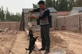 世界上最小的猎犬，咬住绝对不松口，这性格真让人服了