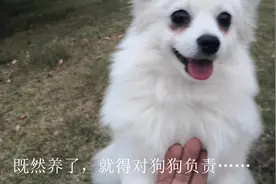 半年前在狗市上买的博美，长大就成了“串串儿”，不过也挺好看视频封面