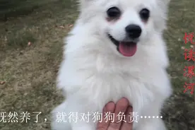 半年前在狗市上买的博美，长大就成了“串串儿”，不过也挺好看视频封面