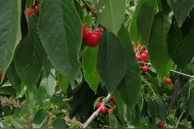 鲁樱1号大樱桃苗丰产性强、畸形果几乎没有；市场前景非常广阔视频封面