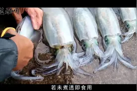 活着的墨鱼，一刀下去就变白了！看着真残忍！但还是忍不住想吃！视频封面