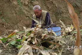 闲聊“家有麒麟子难敌化骨龙”，其中道理我们当谨记!视频封面