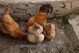 没有公鸡的帮助，为啥母鸡也能下蛋？你肯定不知道内幕视频封面