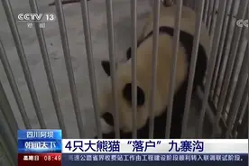 祝福！4只大熊猫落户九寨沟视频封面