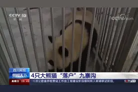 祝福！4只大熊猫落户九寨沟视频封面