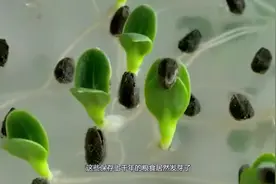 河南发现千年前的粮仓，粮食居然还能发芽？看完佩服古人大智慧视频封面