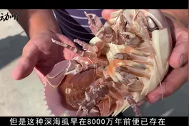 号称远古活化石的海虱，长相类似蟑螂，直接拿来做蛋炒饭！看吐了视频封面