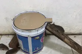 废弃的油桶不要丢，用它来设陷阱，老鼠们有来无回视频封面