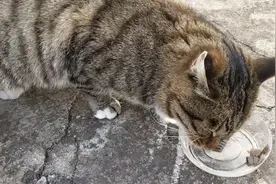 流浪猫来家一周了，从不挑食，喂它鱼肉吃的直打呼噜美滋滋！视频封面