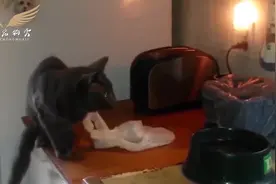 直接飞天，猫咪被面包机吓的飞起来了视频封面