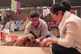 狗狗一窝产下七个崽，谁认识这是啥品种，有喜欢小狗可以领养视频封面