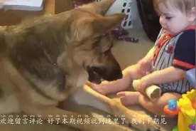 德牧从小要主人抱着睡，现在都3岁了，还以为自己是小狗