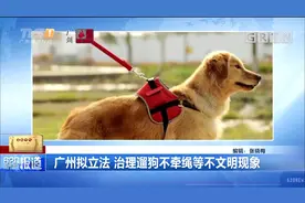 广州拟立法：治理遛狗不牵绳等不文明现象
