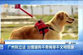 广州拟立法：治理遛狗不牵绳等不文明现象