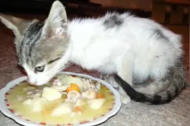 继续为小野猫治疗眼病，喂食有营养的食物，增加体力有助于恢复视频封面