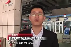 大连：40只金刚鹦鹉坐飞机 全程享受“贵宾”待遇