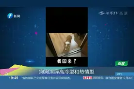 自家柯基不想搭理主人，主人怎么叫就不理，还对主人翻白眼！视频封面