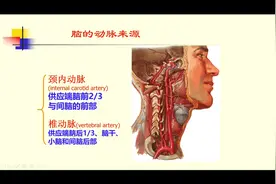 王大夫给大家科普一下脑血管是如何给脑袋供血的！视频封面