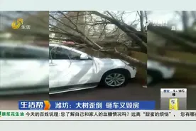 男子将车停路边，一个小时后要离开时却懵了，车上咋“长树”了？视频封面
