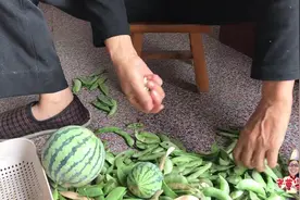 农村老曹菜地里摘豆，还摘到2个秋西瓜，打开来一看笑开了花视频封面