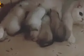 猫妈自己生的小猫崽不管，偏要跑去喂别人家的猫崽，这是怎么回事视频封面