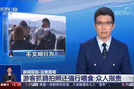 云南昆明游客抓鸥拍照还强行喂食 众人指责视频封面