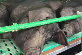 杨凌农高会培育的新品种猪，抗病强，肉质香，农民的又一致富之路