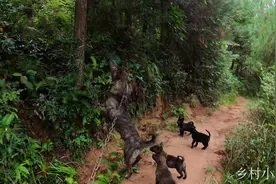 农村的土狗是怎么训练打猎的？2个月就跟着大狗上山想不打猎都难视频封面