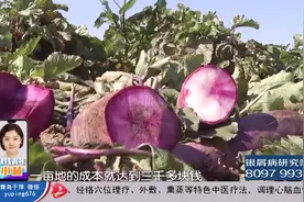 高价种子却种出“毒萝卜”，种子商突然失联,近200万损失谁补偿?视频封面