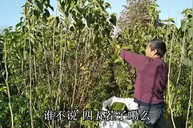 大叔桑条树里套种小辣椒，今年共计收入多少钱？大叔说完别不信视频封面