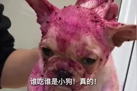 偷吃火龙果得元凶抓到了，证据全写在脸上了！视频封面