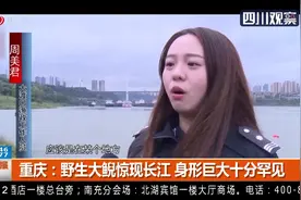 重庆一男子江边垂钓发现漂浮物，竟是野生大鲵！身形巨大十分罕见视频封面