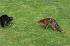 猫和狐狸谁更厉害