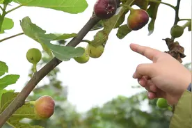 带你走进无花果园了解什么是无花果视频封面