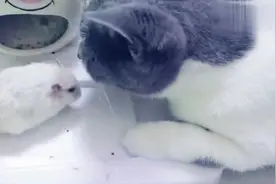 家养宠物猫会不会吃仓鼠呢？大家一起来看看吧！视频封面